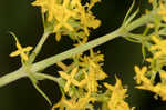 Yellow Spring bedstraw 